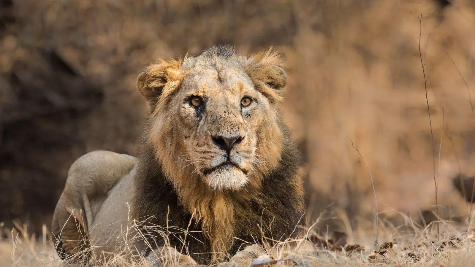 Leão em área de savana