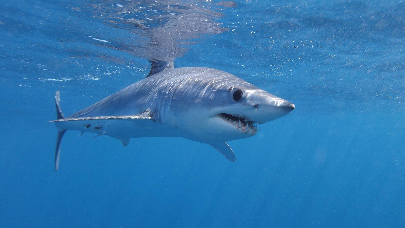 Algunas especies modernas, como los tiburones mako, pueden mantener su temperatura interna más cálida que su entorno.