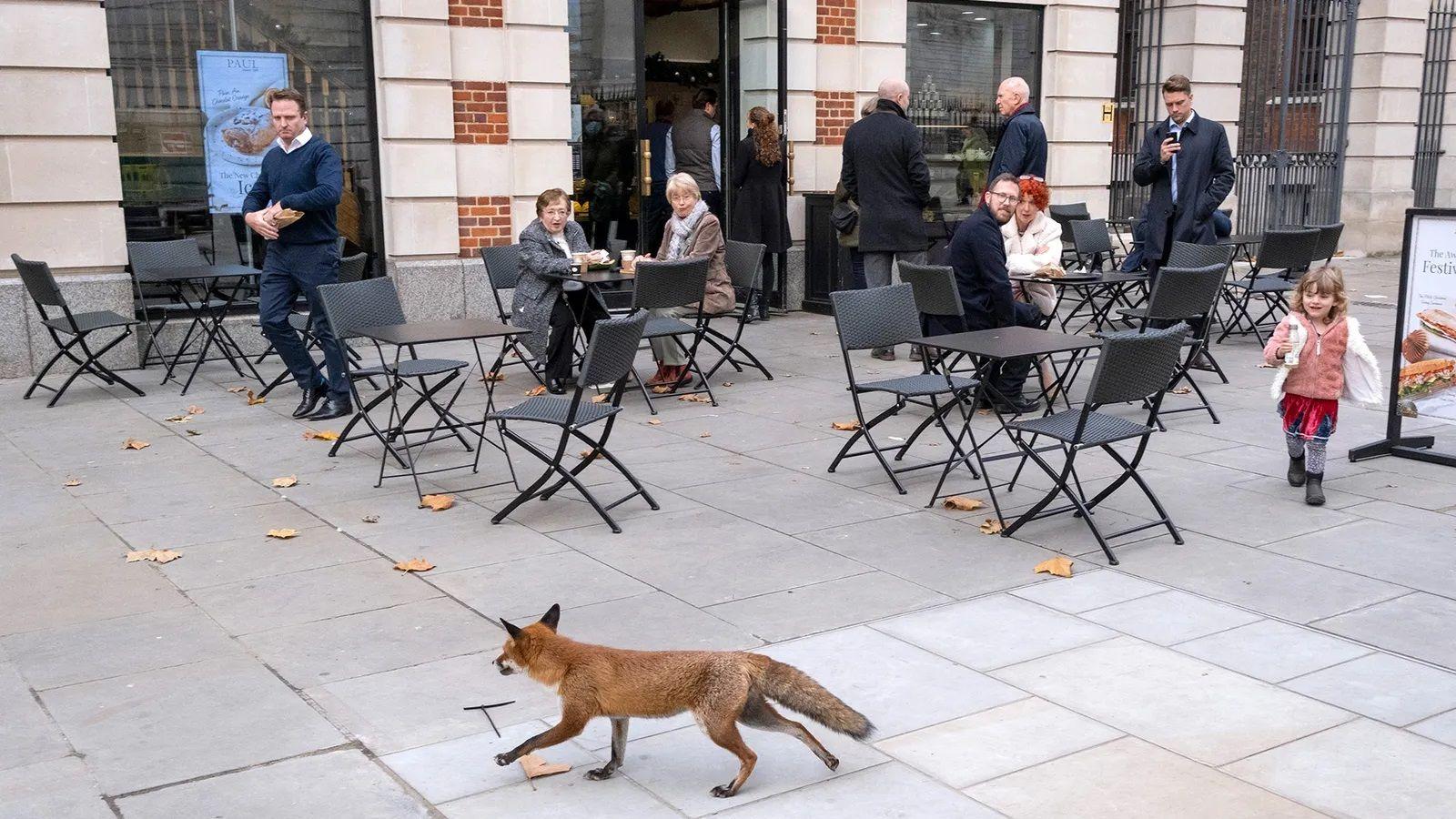 Raposa passando em frente a café em Londres em plena luz do dia