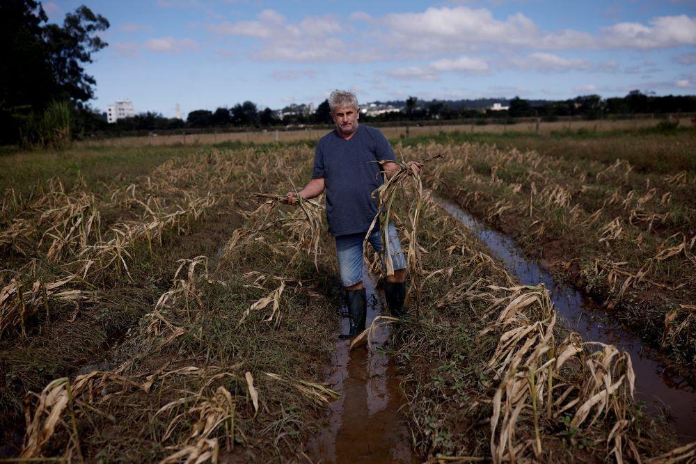 Agricultor segurando plantas mortas em plantação de milho de Guaíba