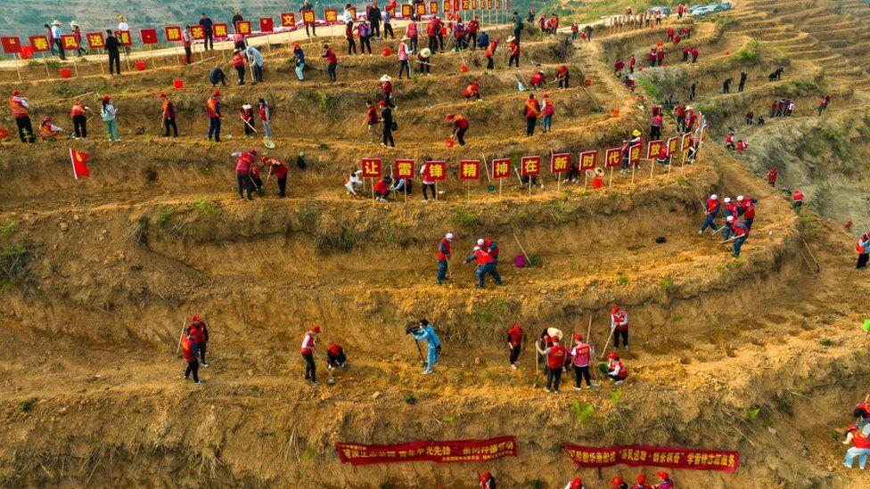 Plantação de árvores na China