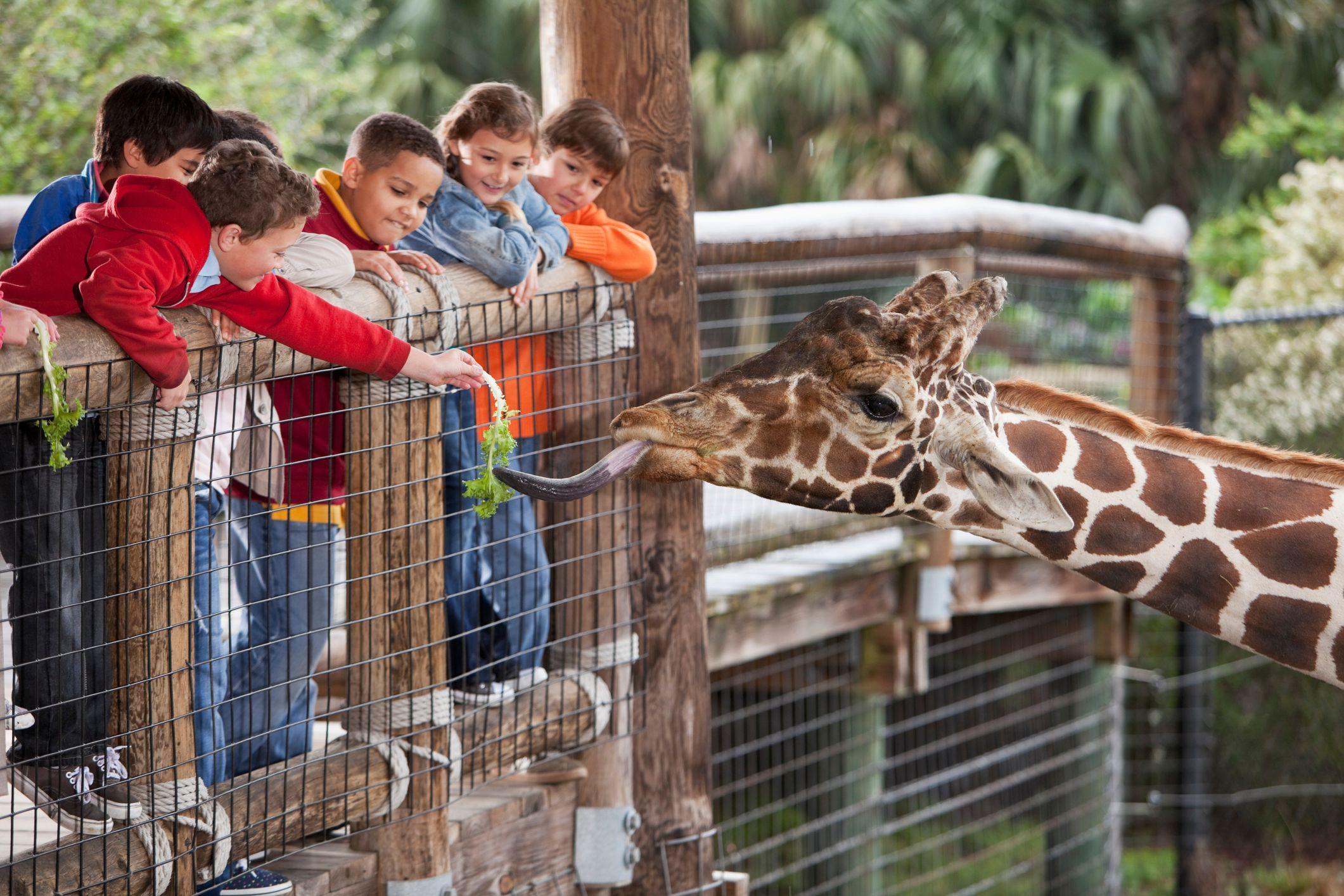 Crianças dando alface para girafa comer em zoológico, foto de banco de imagem