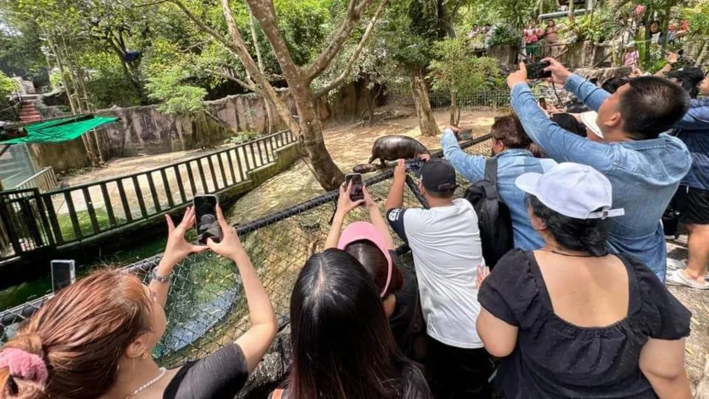 Un fascinante bebé hipopótamo se ha convertido en una celebridad en Tailandia