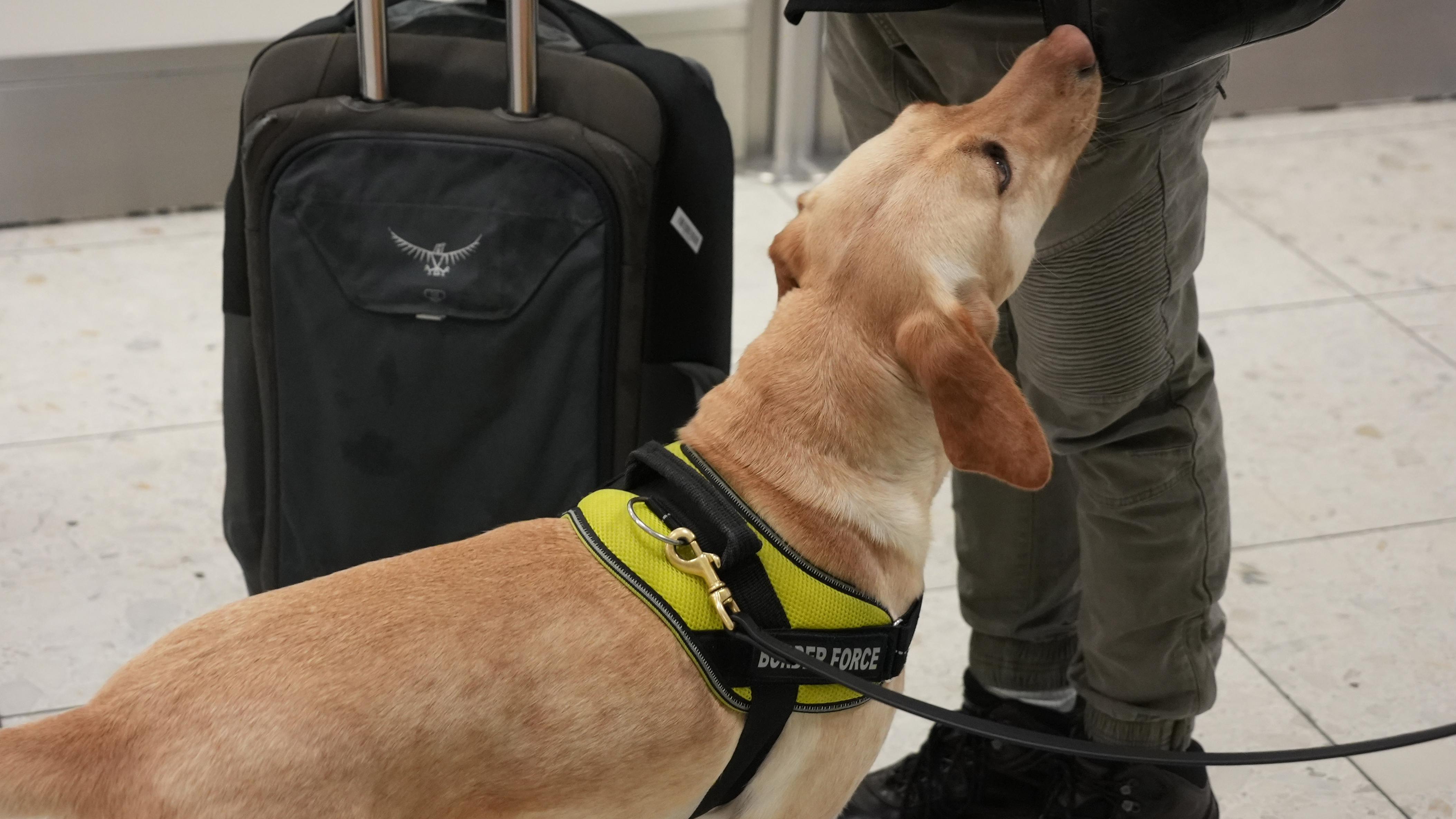 Cão próximo a passageiro dentro de aeroporto