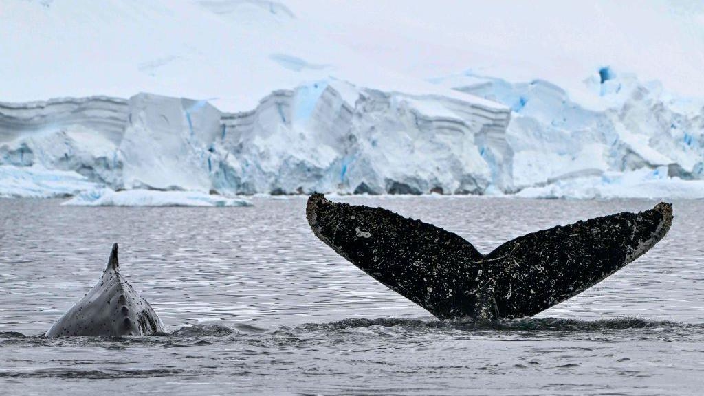 Una ballena saca del agua su cola y al fondo vemos un enorme glaciar.