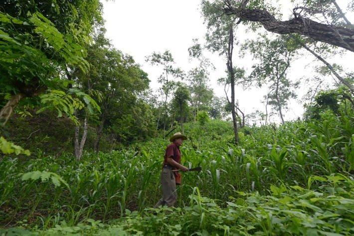 Sistema agroflorestal em Honduras