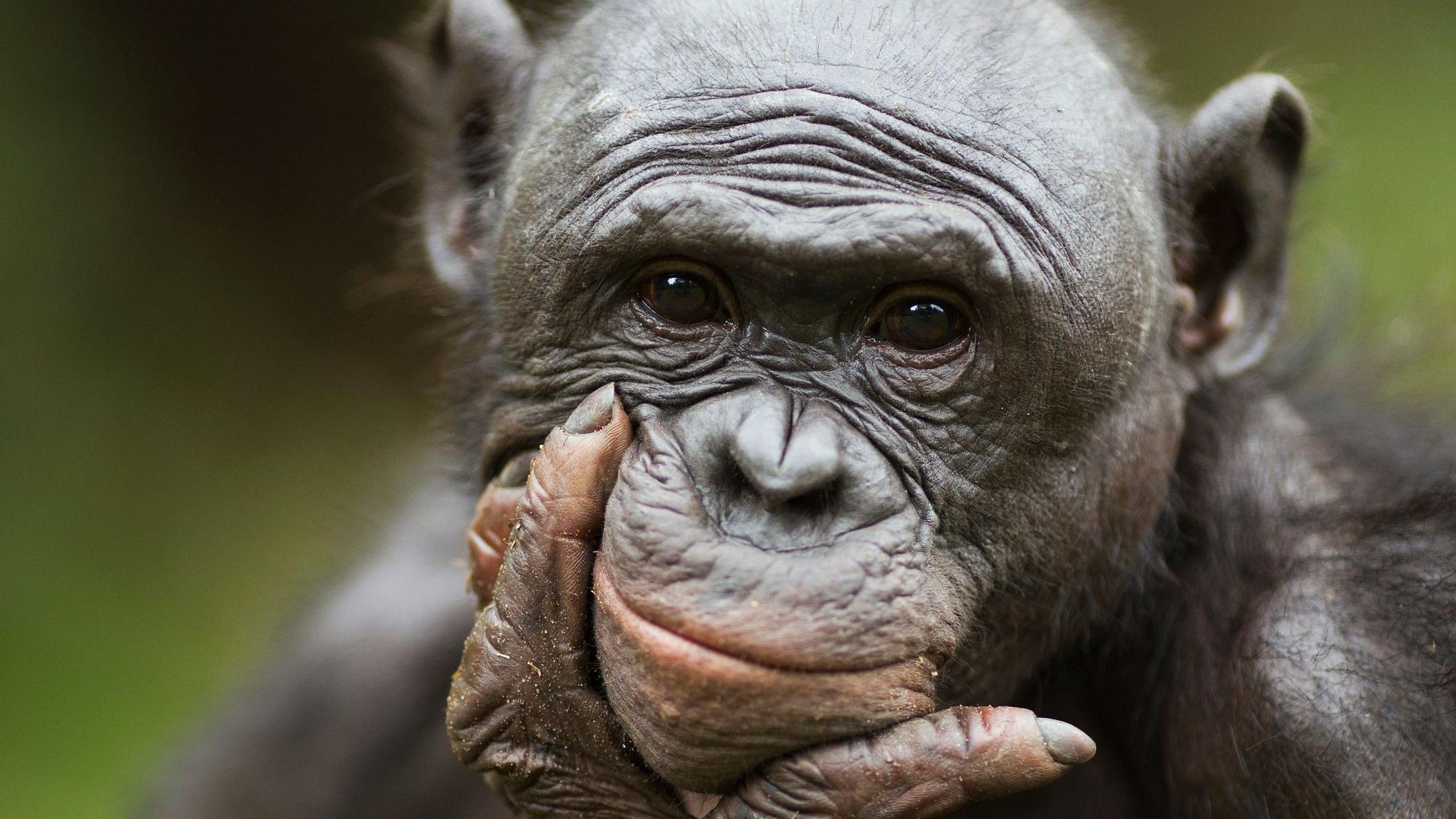 Un bonobo mirando a camara.