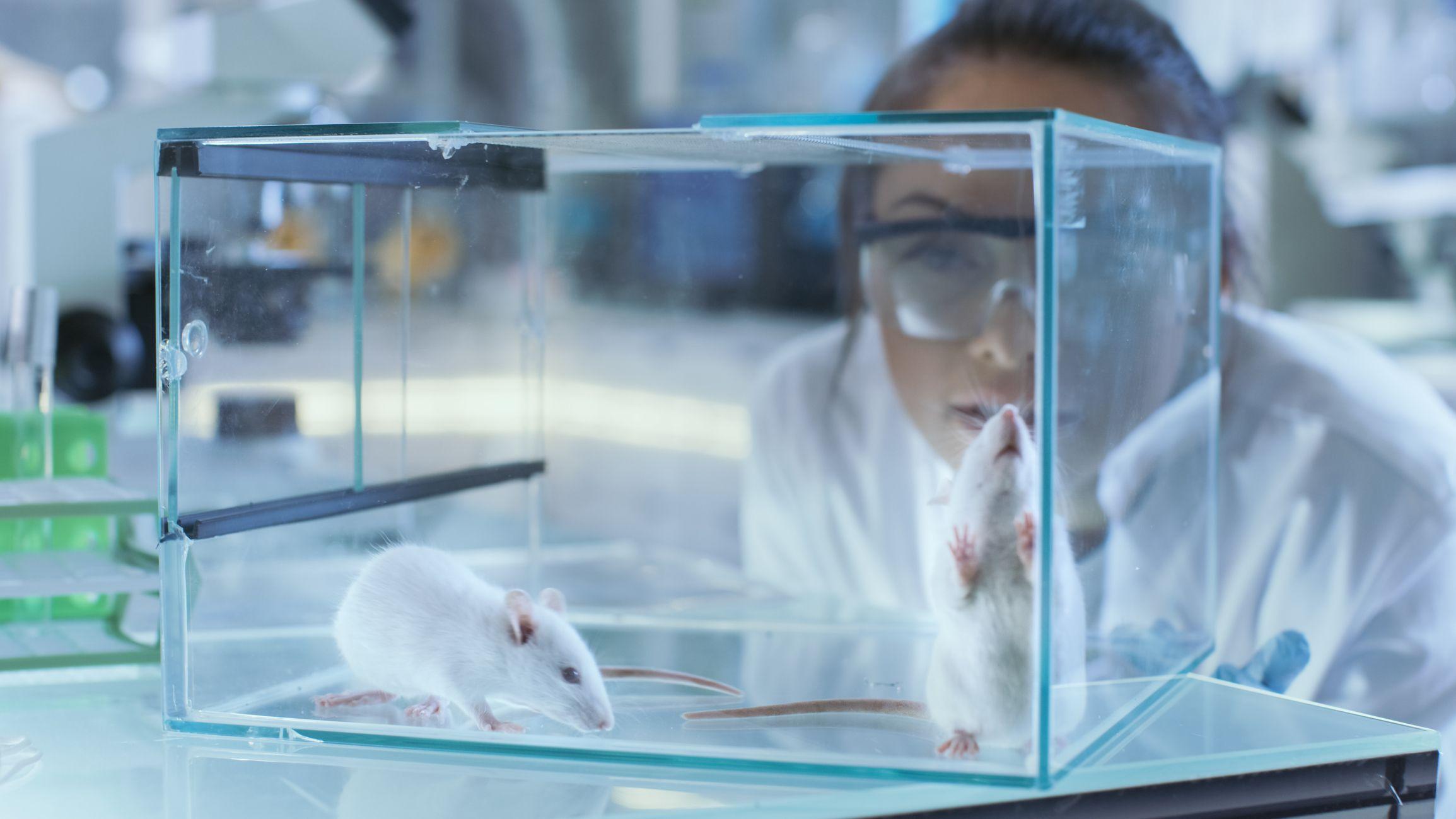 Cientista de óculos olhando ratos em laboratório.