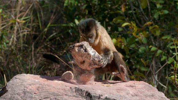 Macaco-prego usando uma pedra como ferramenta