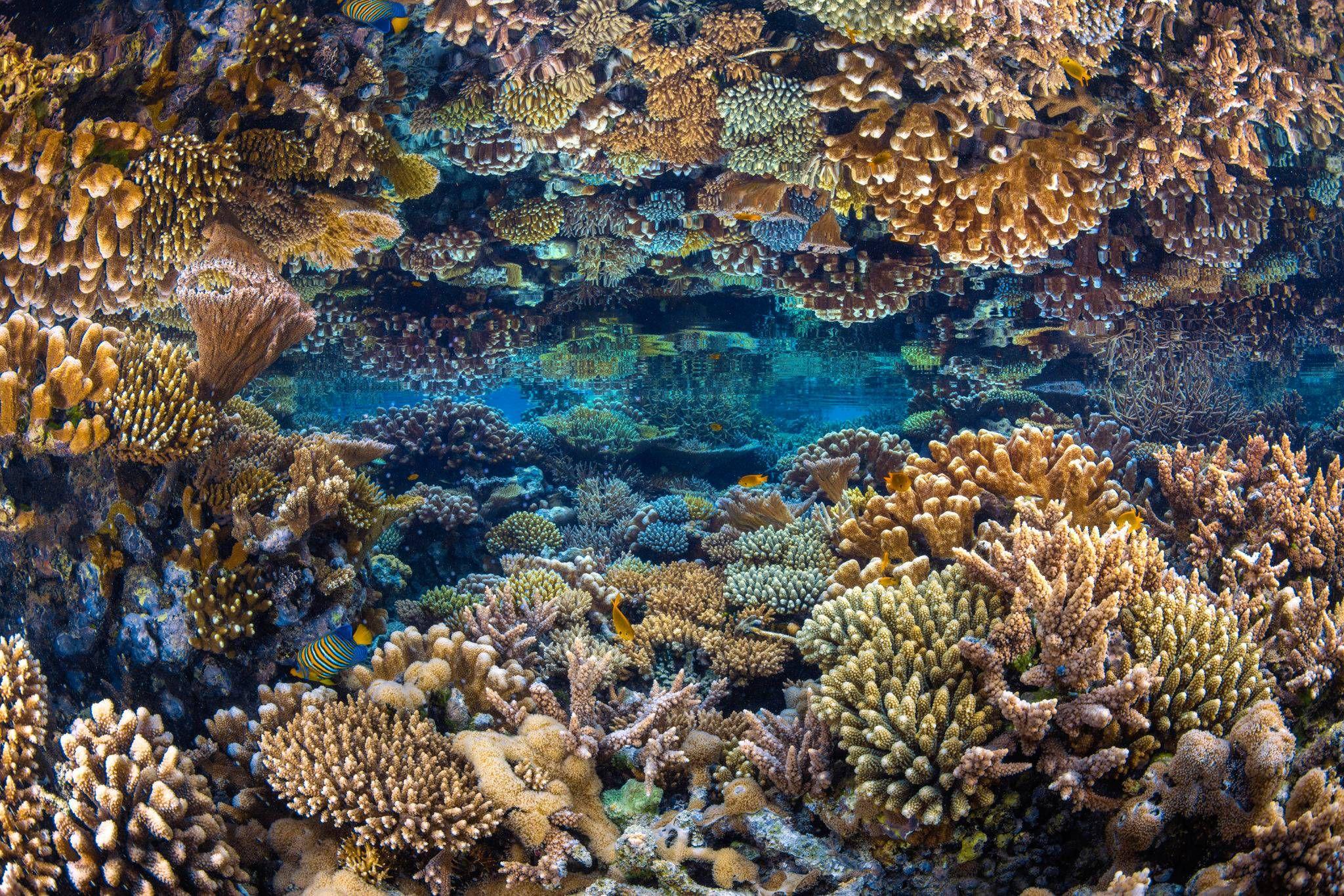 Corales prístinos reflejados durante la marea baja