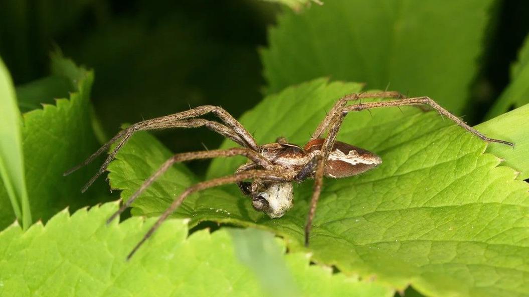 Una araña de tela de vivero con su regalo listo y envuelto.