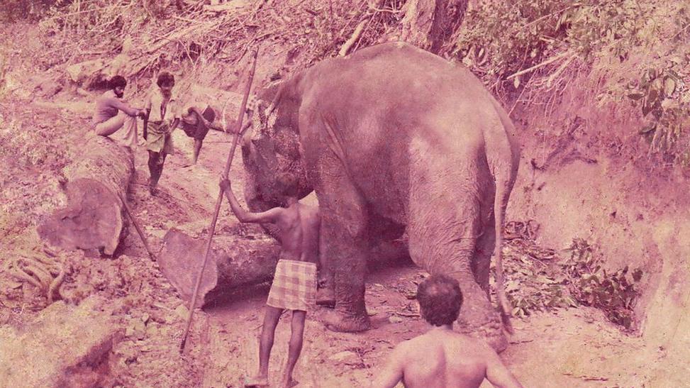 Elefantes ajudam a mover toras em lugares que as máquinas não alcançam - este é Raja, o elefante macho mais velho da manada, trabalhando