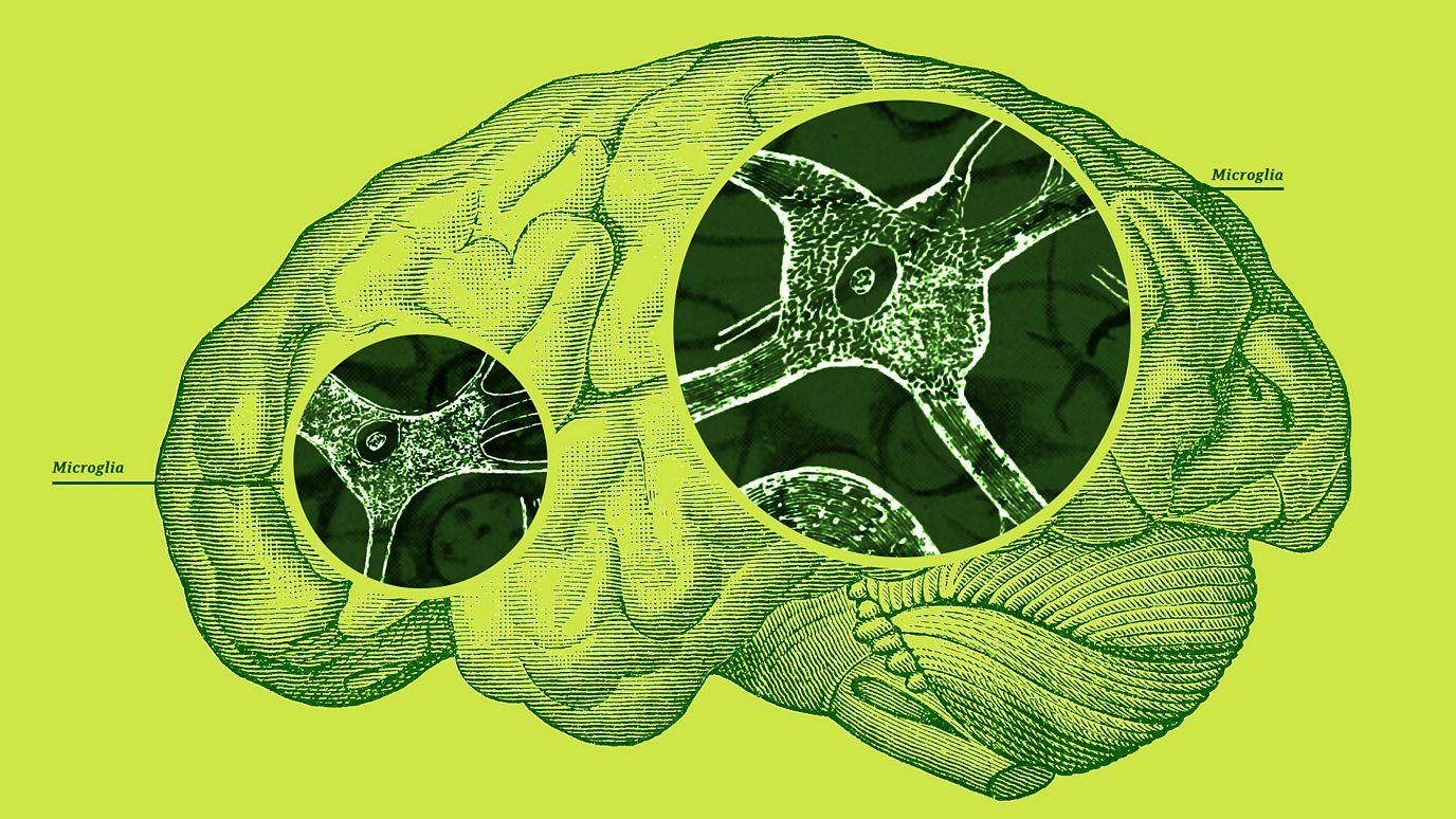 ilustración de un cerebro en donde se señalan las microglías 