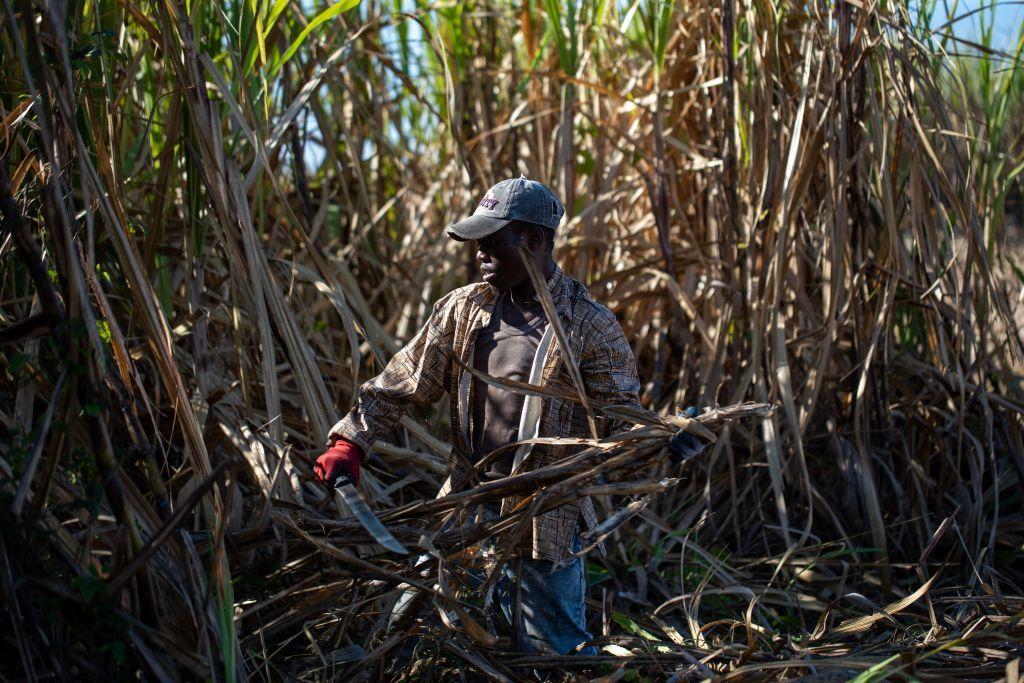 trabajador haitiano en un cañaveral en república dominicana