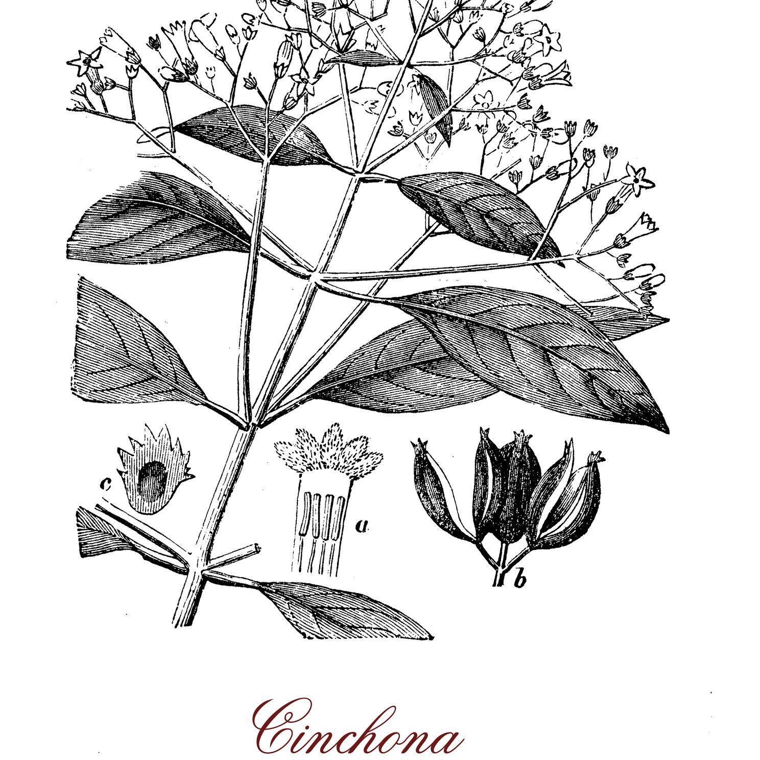 Ilustração da planta