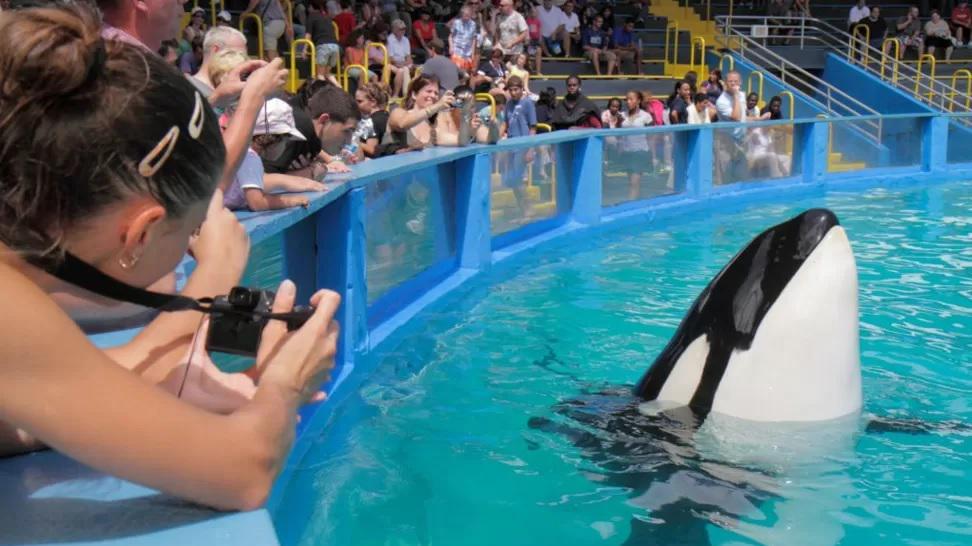 Foto mostra a orca em um tanque 