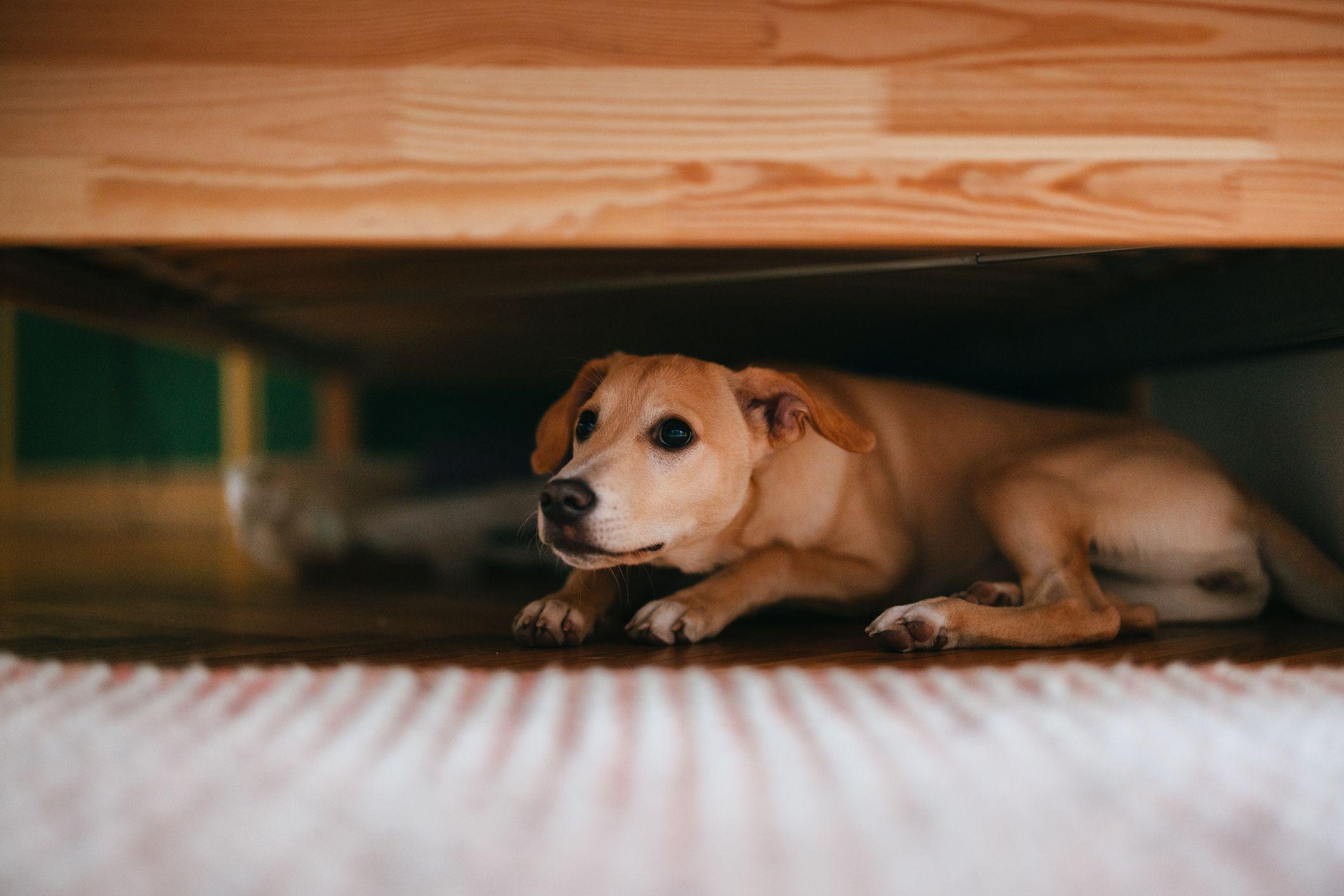 Cão debaixo da cama