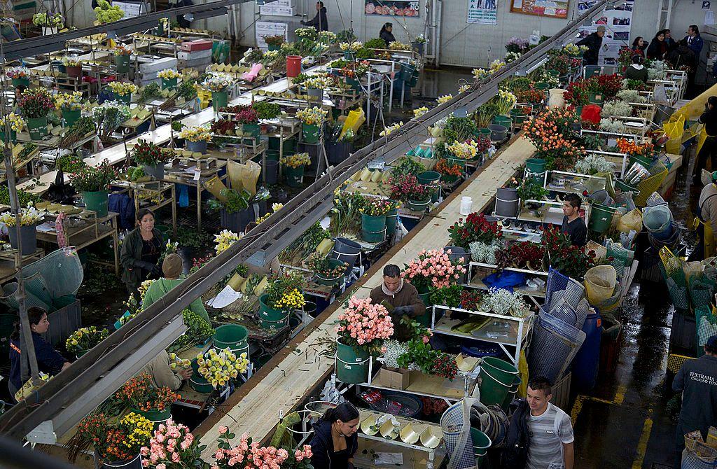 Trabalhadores colombianos embalam flores em caixa