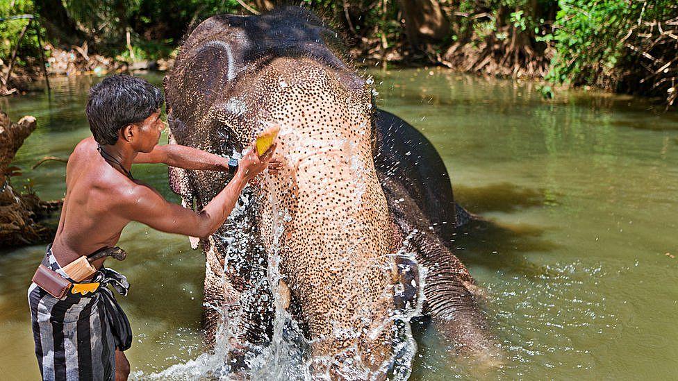 Un hombre frotando la piel de un elefante en un río
