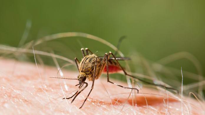 Mosquito picando a pele de uma pessoa