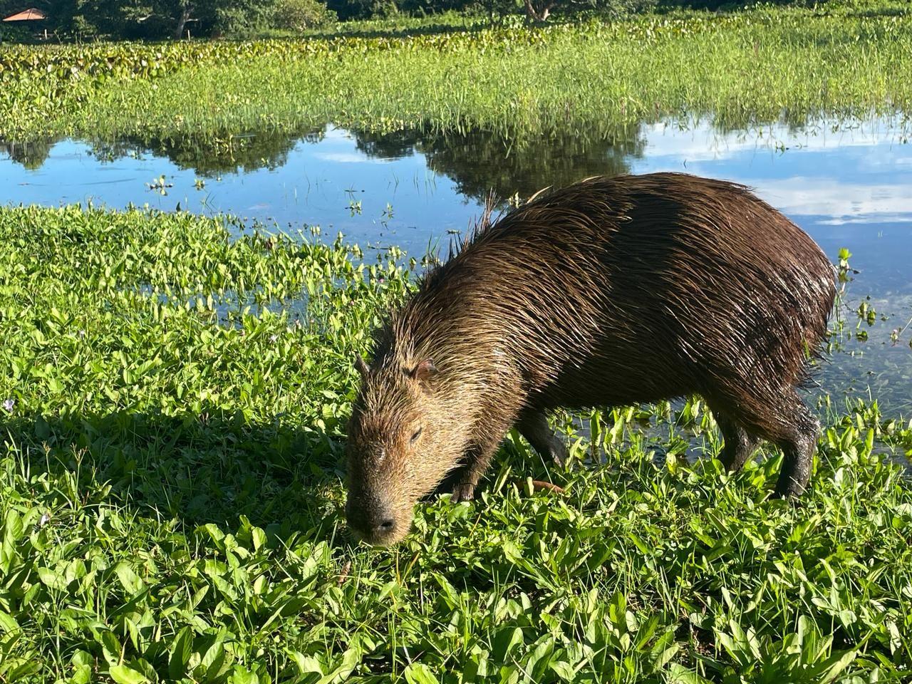 Capivara comendo grama 