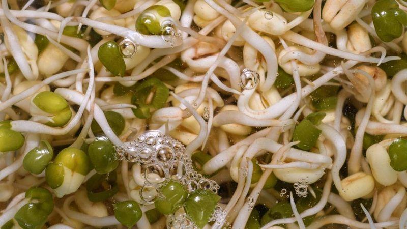غزائیں جو نقصان دیں