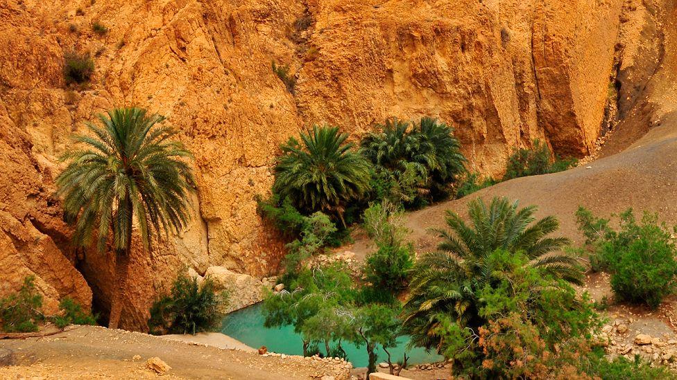 Un pequeño oasis en el desierto