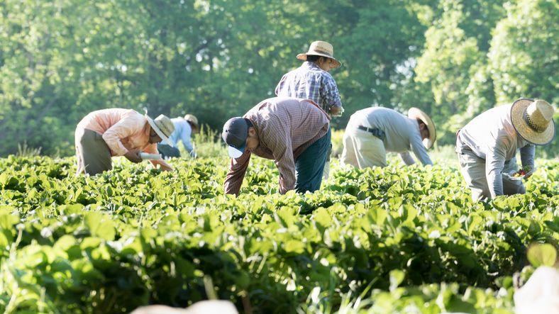 Inmigrantes recogiendo fresas.