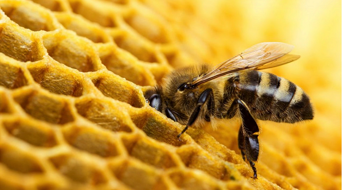يتم تصنيع العسل بواسطة النحل بعد جمع الرحيق من الزهور ومن ثم تخزينه على شكل قرص عسل