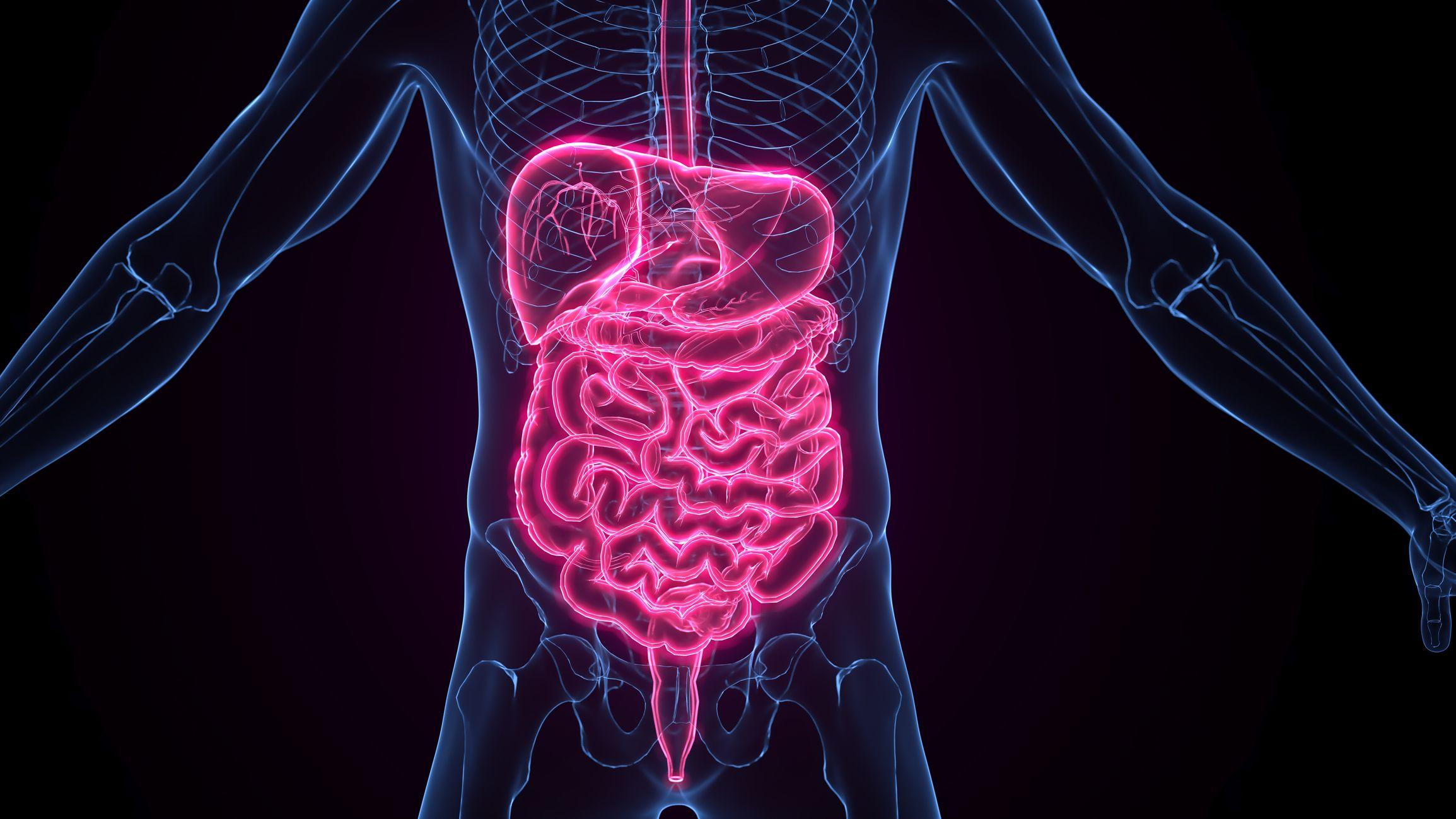 Ilustración del cuerpo humano y el sistema digestivo