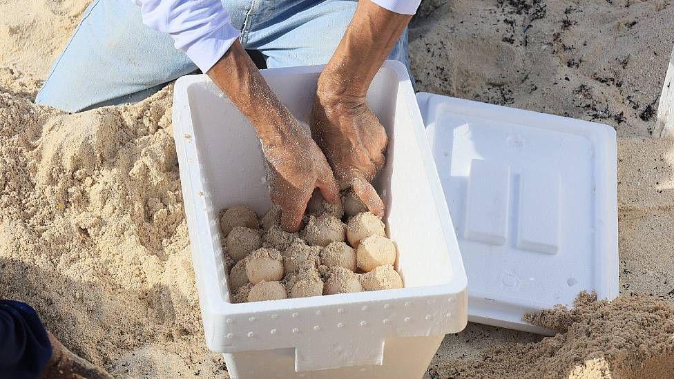 Huevos de tortuga en una hielera con arena