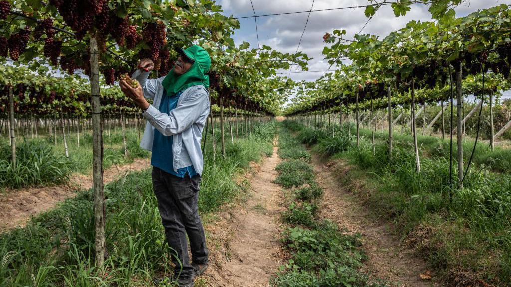 Trabalhador agrícola coletando uvas em Petrolina, Pernambuco, em setembro de 2023