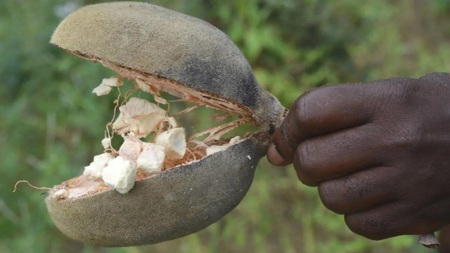 Fruto de um baobá