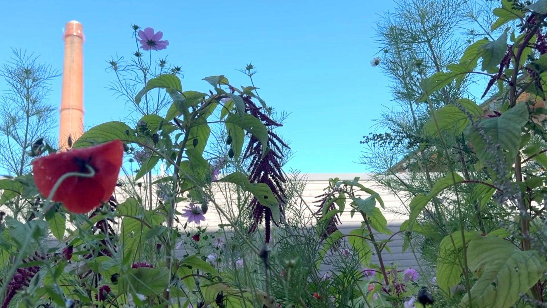 Flores y plantas frente a un cielo azul brillante y una torre al fondo.