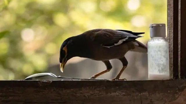 مینا گھروں کے در و دیوار پر نظر آتی ہے
