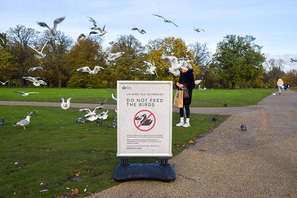 Placa no Reino Unido pede que as pessoas não alimentem as aves