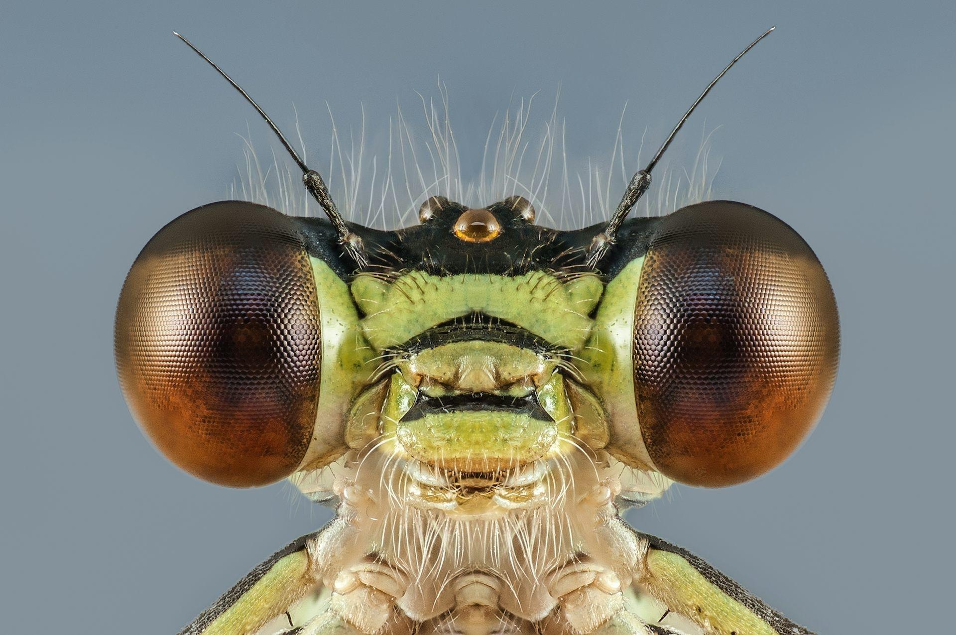 Fotografia em close dos olhos multifacetados de um inseto