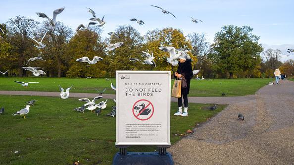 Placa no Reino Unido pede que as pessoas não alimentem as aves