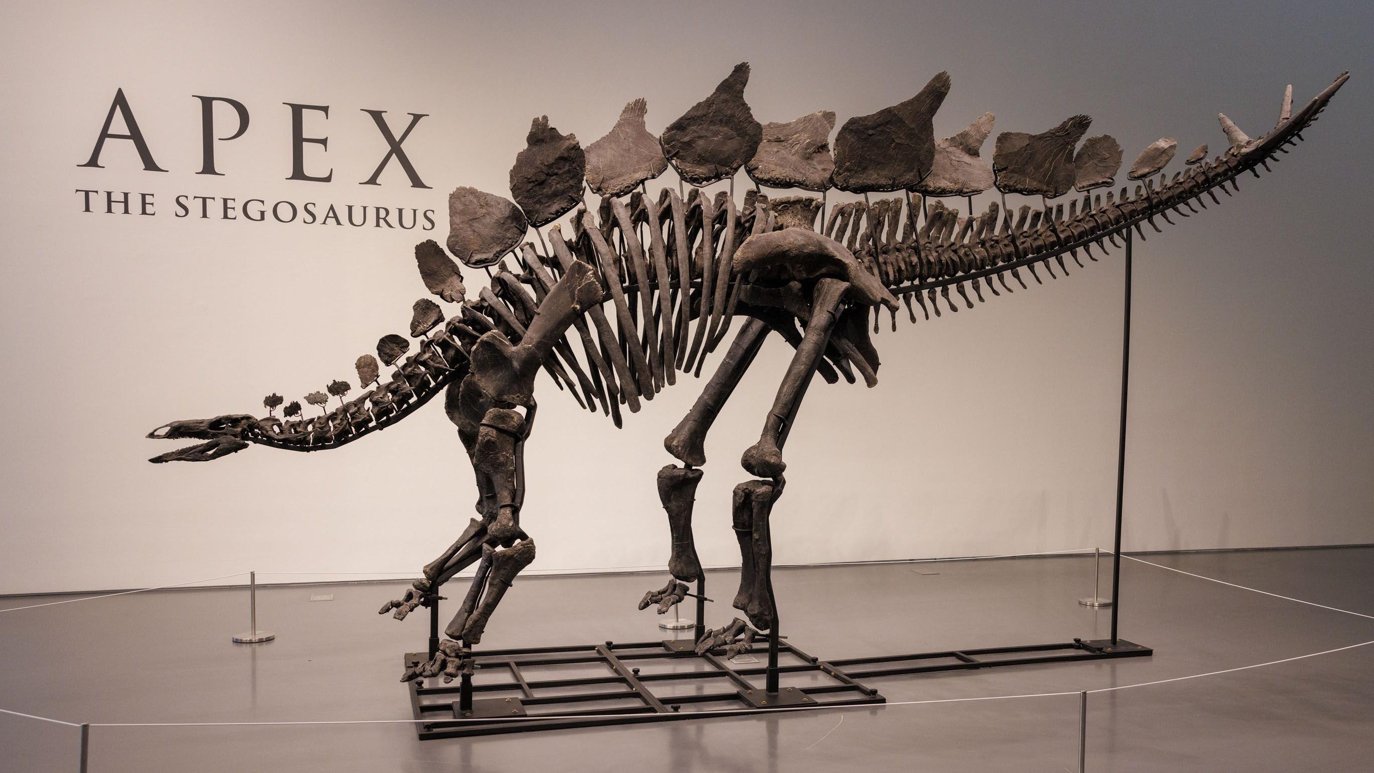 'Apex' adı verilen Stegosaurus.