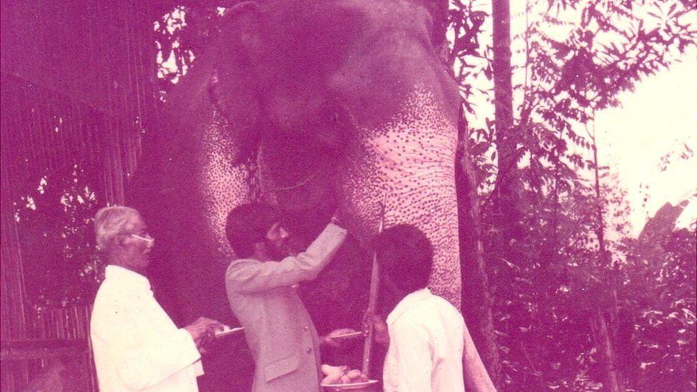 Padre y abuelo de Suneth Perera dando de comer a un elefante