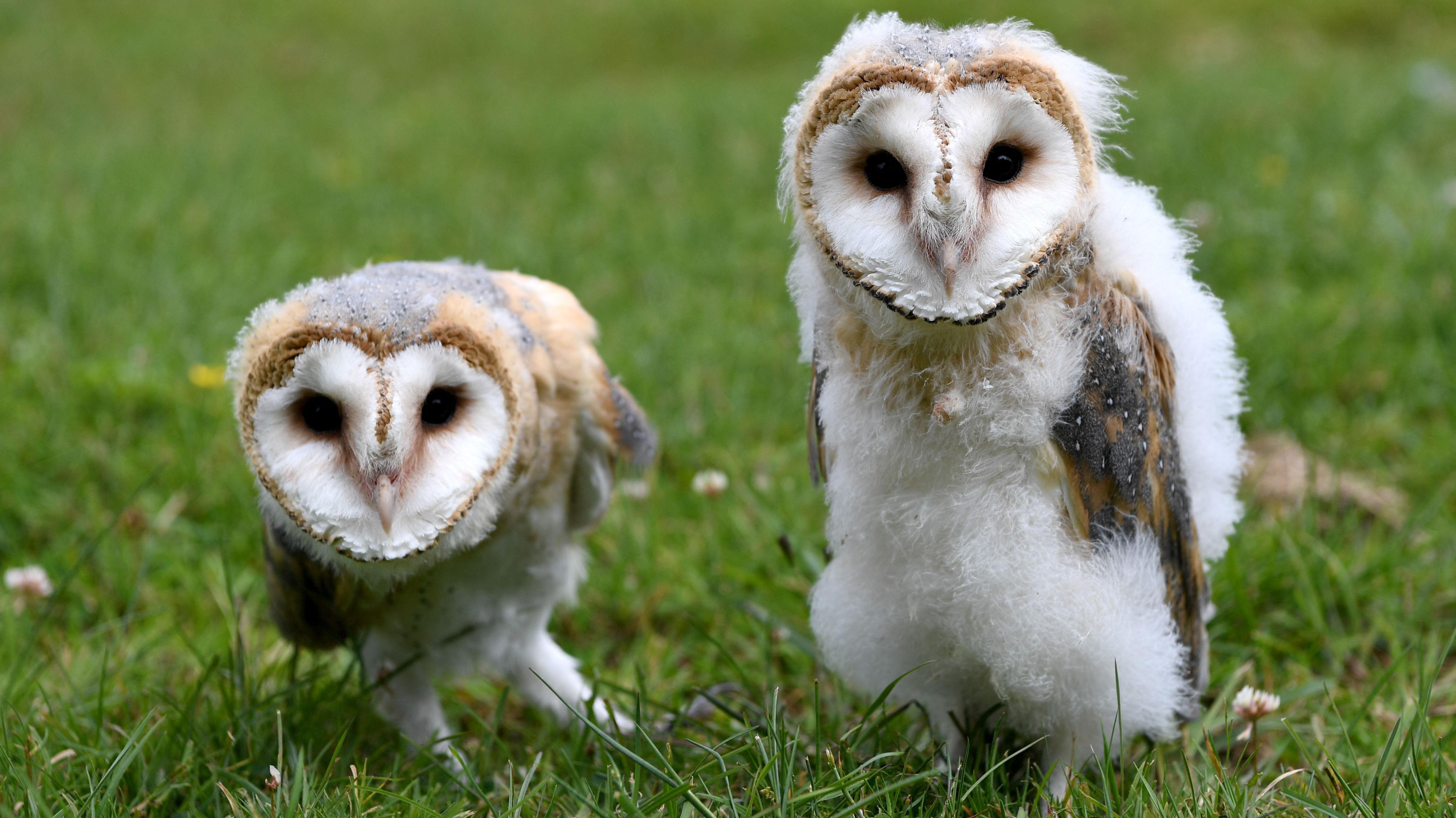 Burung hantu, Tyto alba 