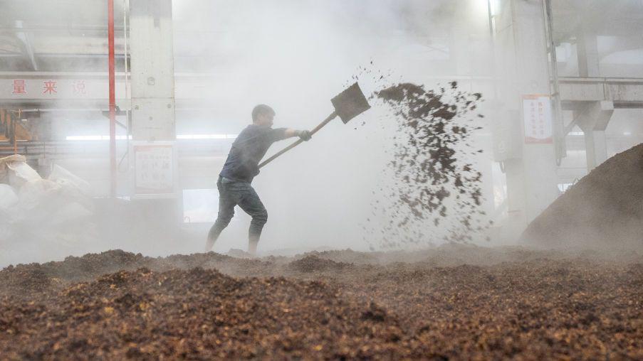 Employees process steamed sorghum ahead of fermentation at the Kweichow Moutai