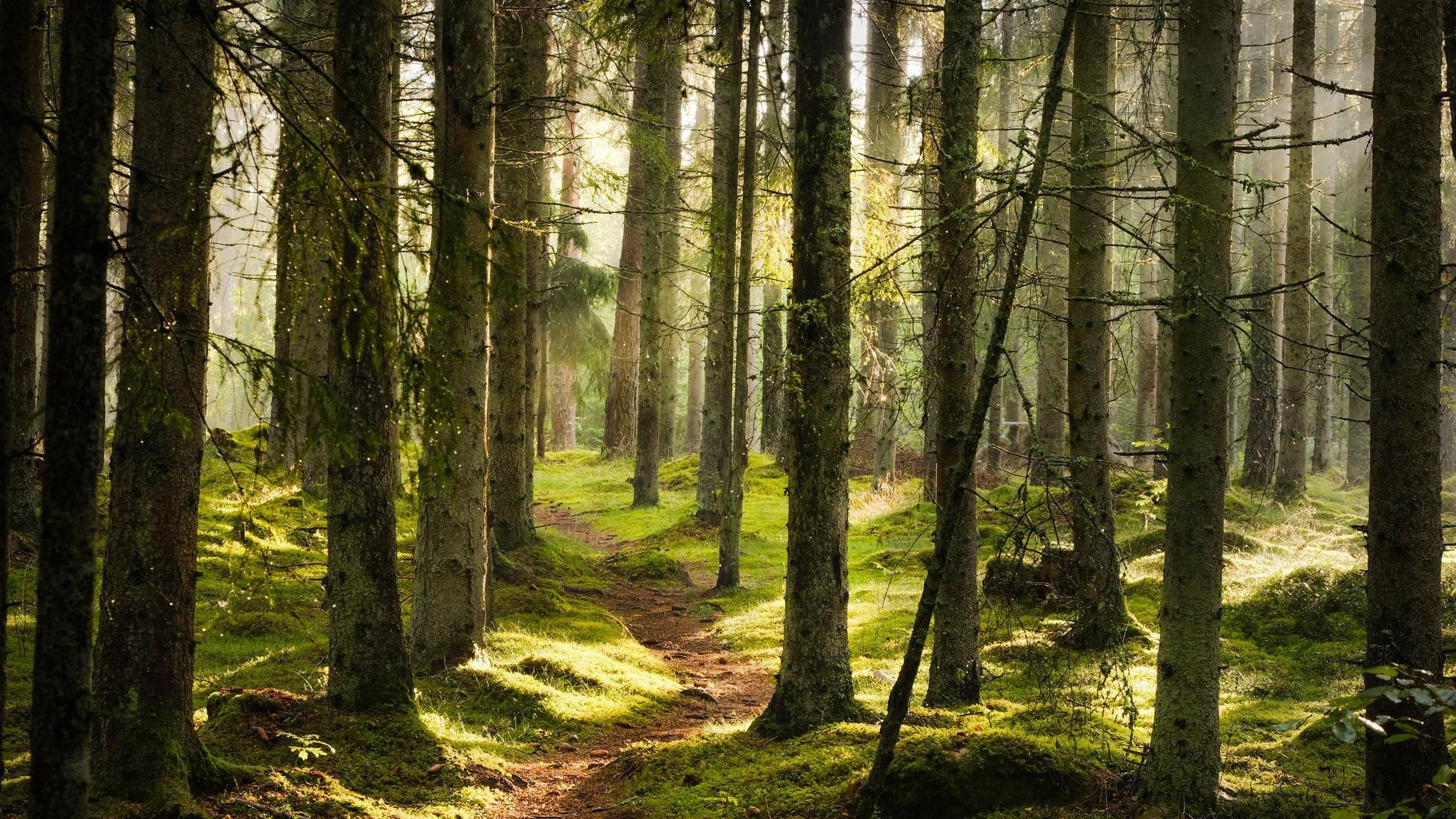 Árvores em floresta.