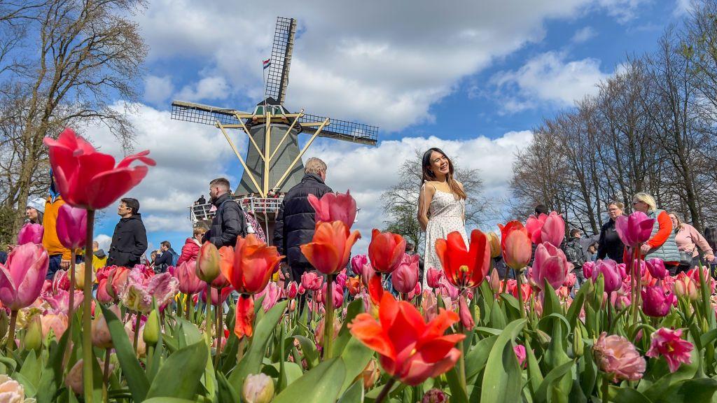 Keukenhof, tempat di mana sekitar 7 juta bunga tulip ditanam setiap tahunnya.