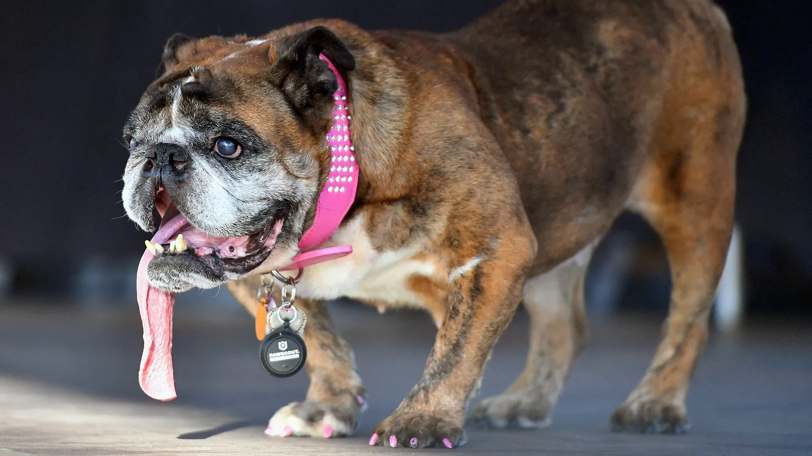 cão com coleira rosa e língua para fora