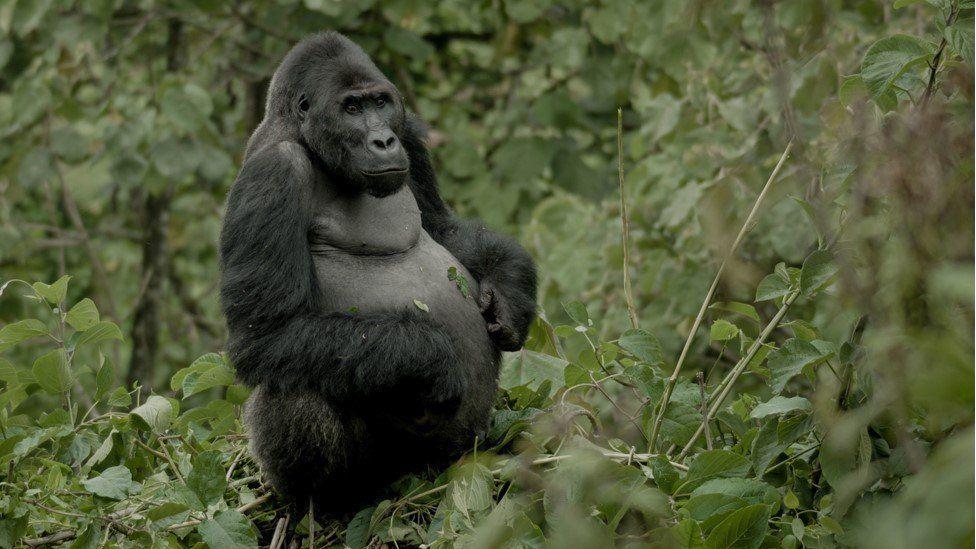 Mpungwe es un gorila de espalda plateada