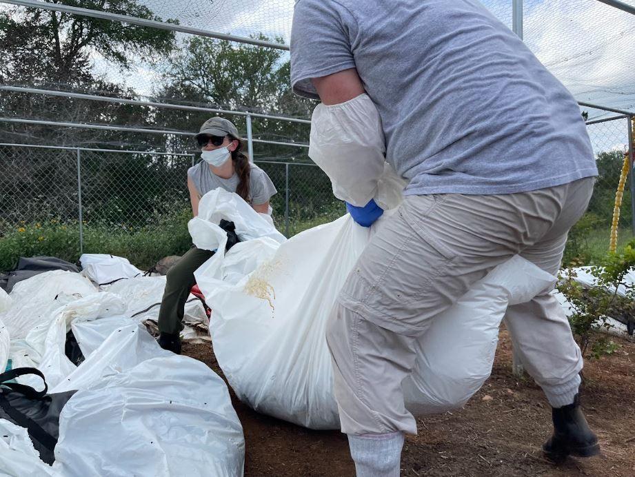 Molly Kaplan y otro miembro de Operation Identificación colocan uno de los cadáveres de migrantes muertos en el "área de descomposición" que tienen en Freeman Ranch, SAn MArcos, Texas, el 24 de abril de 2024.