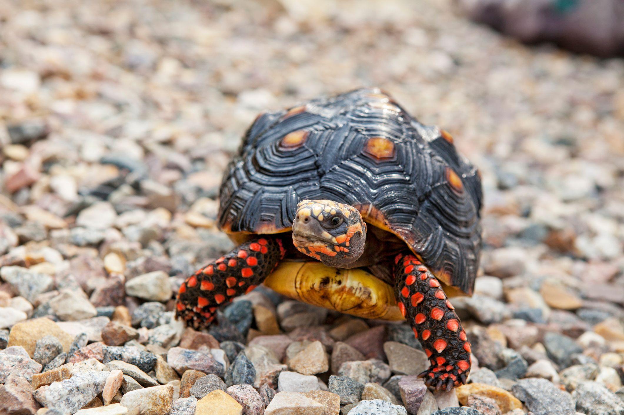 Una tortuga de pats rojas en una superficie rocosa