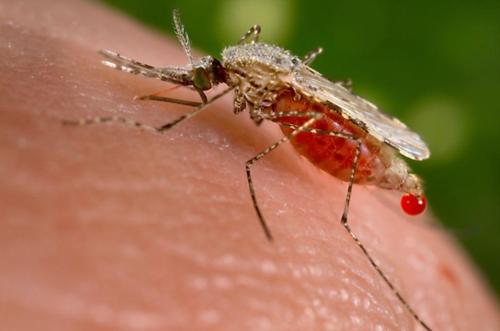 صورة لأنثى بعوضة الأنوفيليس المُسببة لفيروس الملاريا.