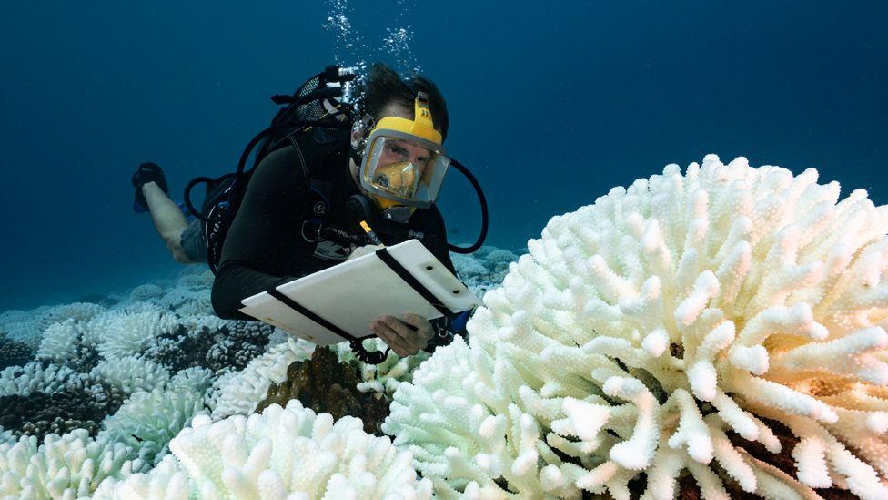رجل غاطس يسجل بيانات تخص الشعاب المرجانية التي أصابها الابيضاض بسبب درجات الحرارة المرتفعة